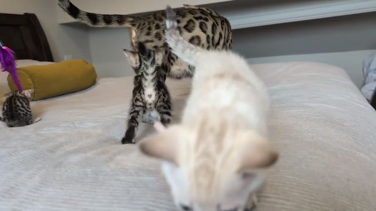 Bengal cats for sale: 🤍🤎🖤 GORGEOUS BENGAL KITTENS 🖤🤎🤍 - Video 3