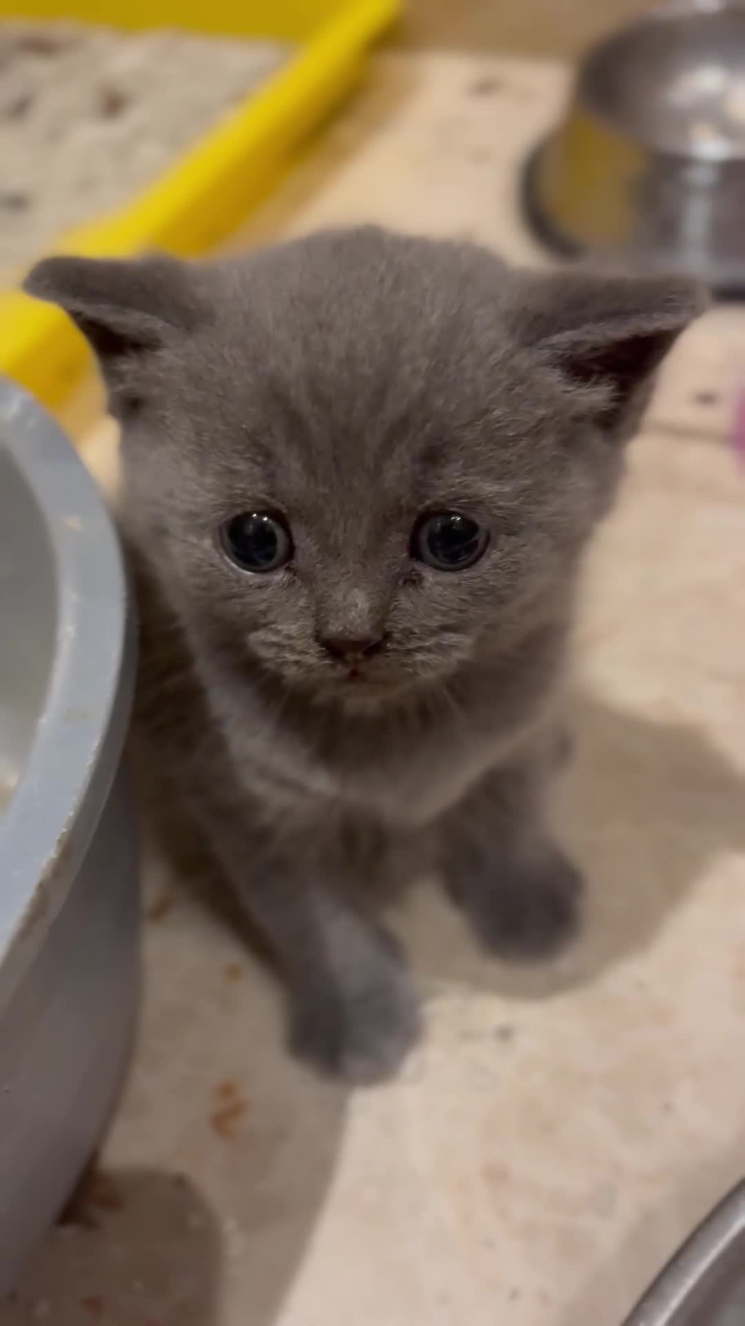 Brazilian Shorthair cats for sale: British Shorthair kittens (chunky pedigrees) - Video 5
