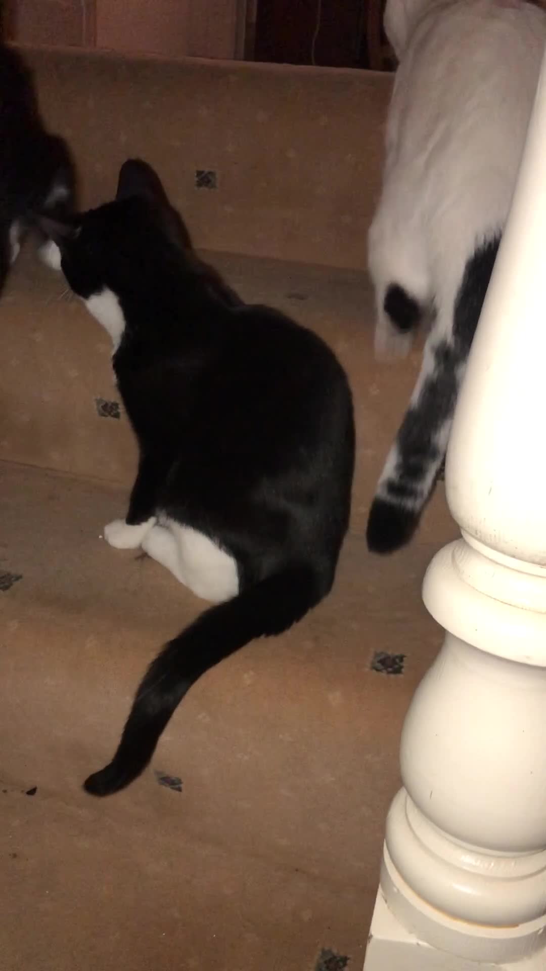 Domestic Shorthair cats for sale: Vaccinated Adorable domestic SH boy & calico girl - Video 3