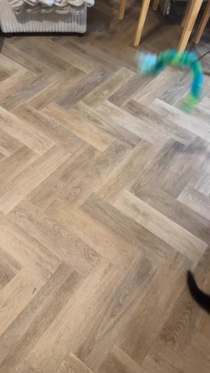 Domestic Shorthair cats for sale: Ronnie and Reggie 21weeks old in Richmond - Video 1