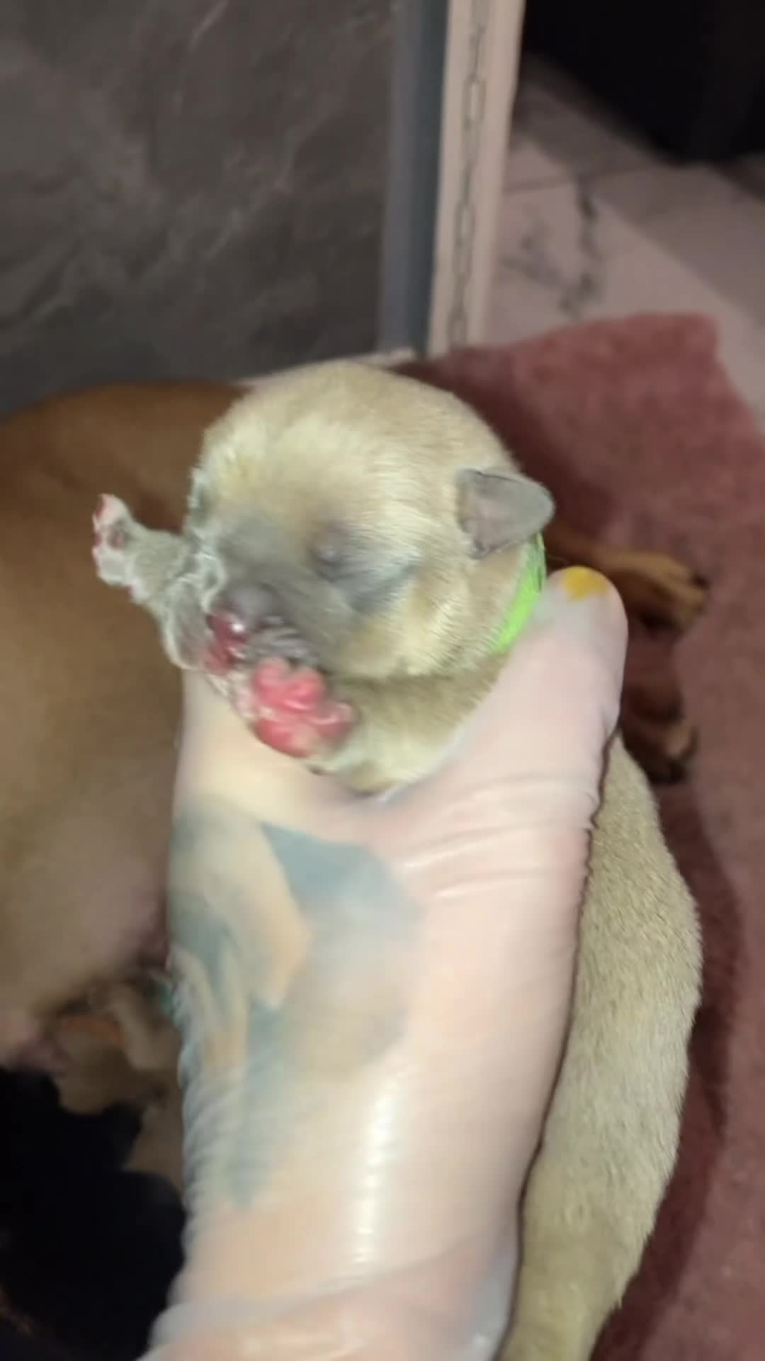 English Bulldog dogs for sale: Litter of 8  - Video 1