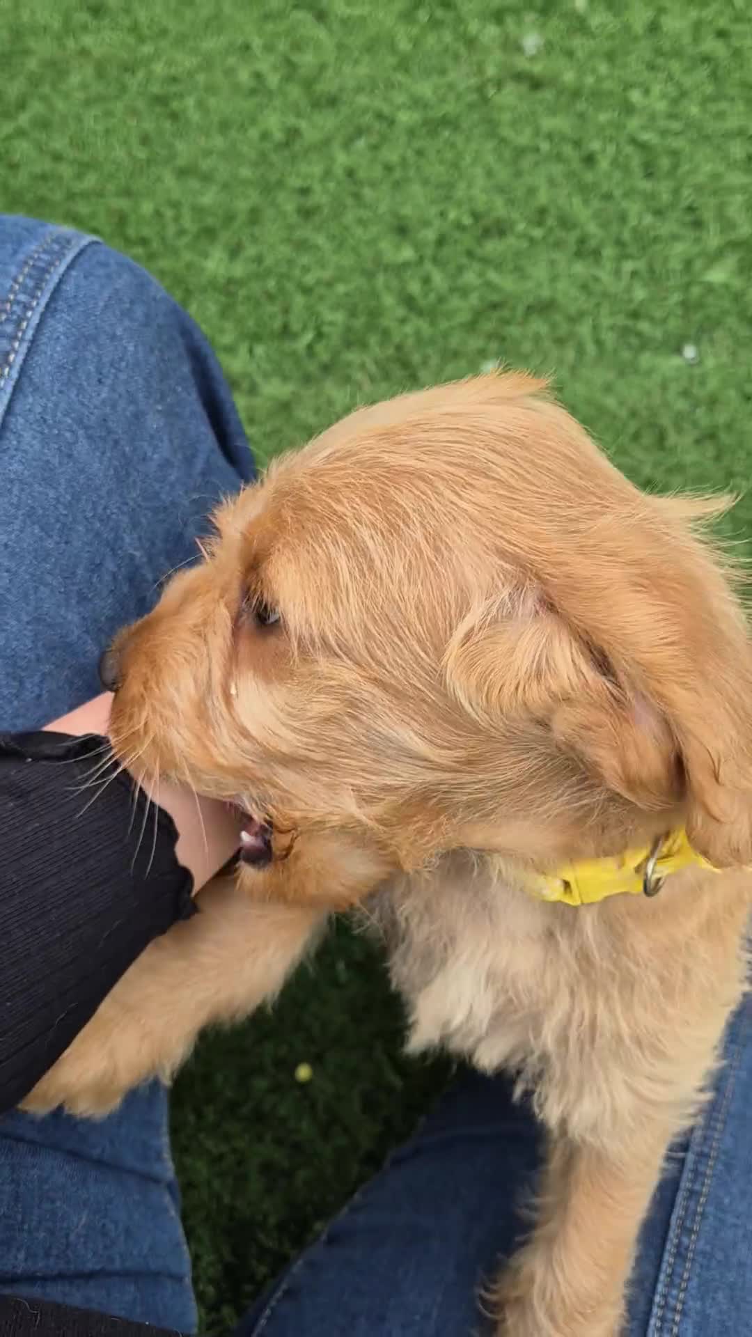 Labradoodle dogs for sale: Miniature labradoodles  - Video 2