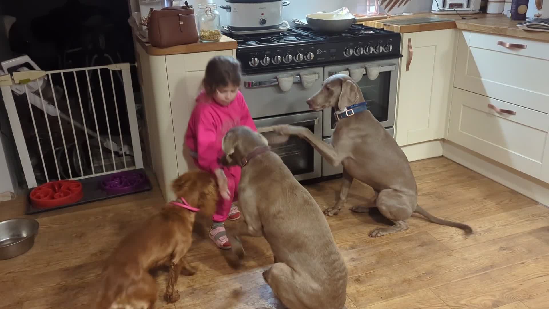 Weimaraner dogs for stud: kc reg - 100% proved exceptional weimaramer stud - Video 1
