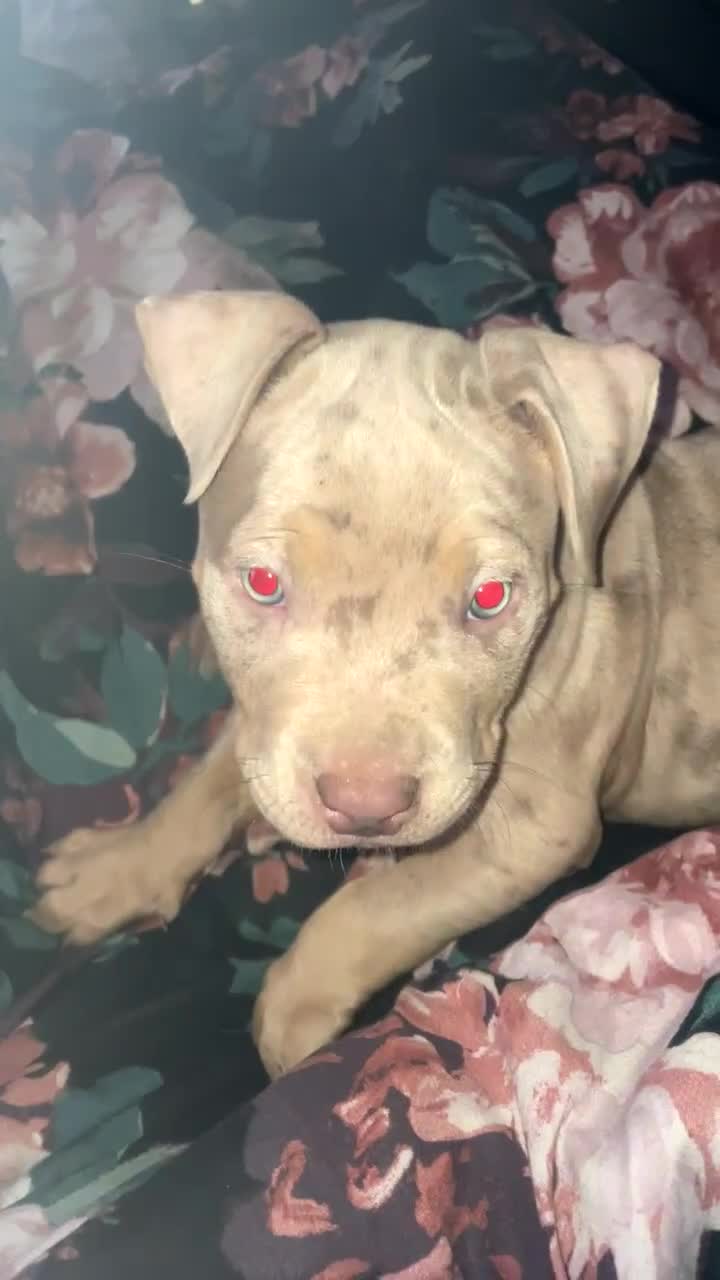 Mixed Breed dogs for sale: Male pocket bully  - Video 1