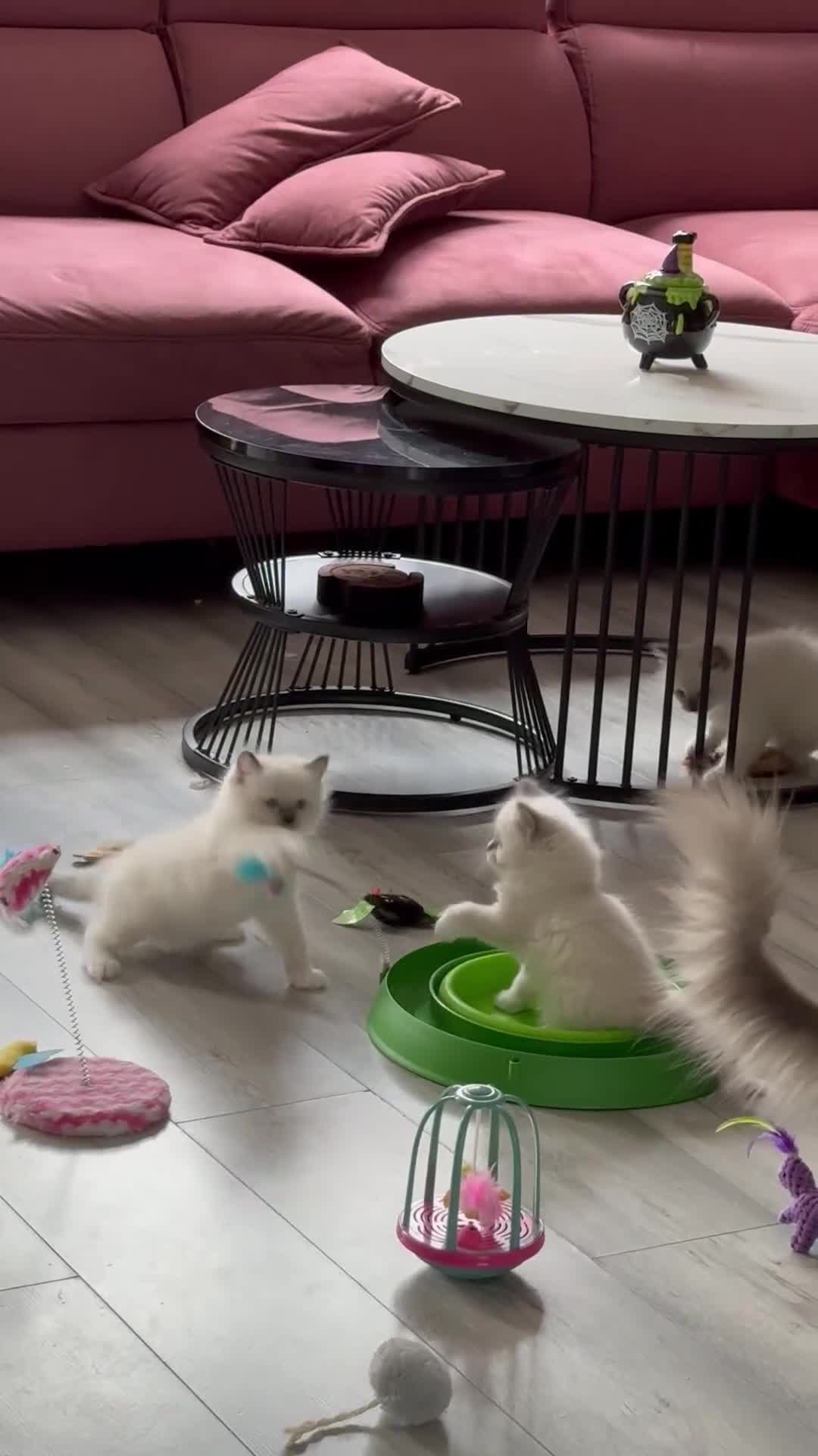 Ragdoll cats for sale: Ragdoll kittens - Video 2