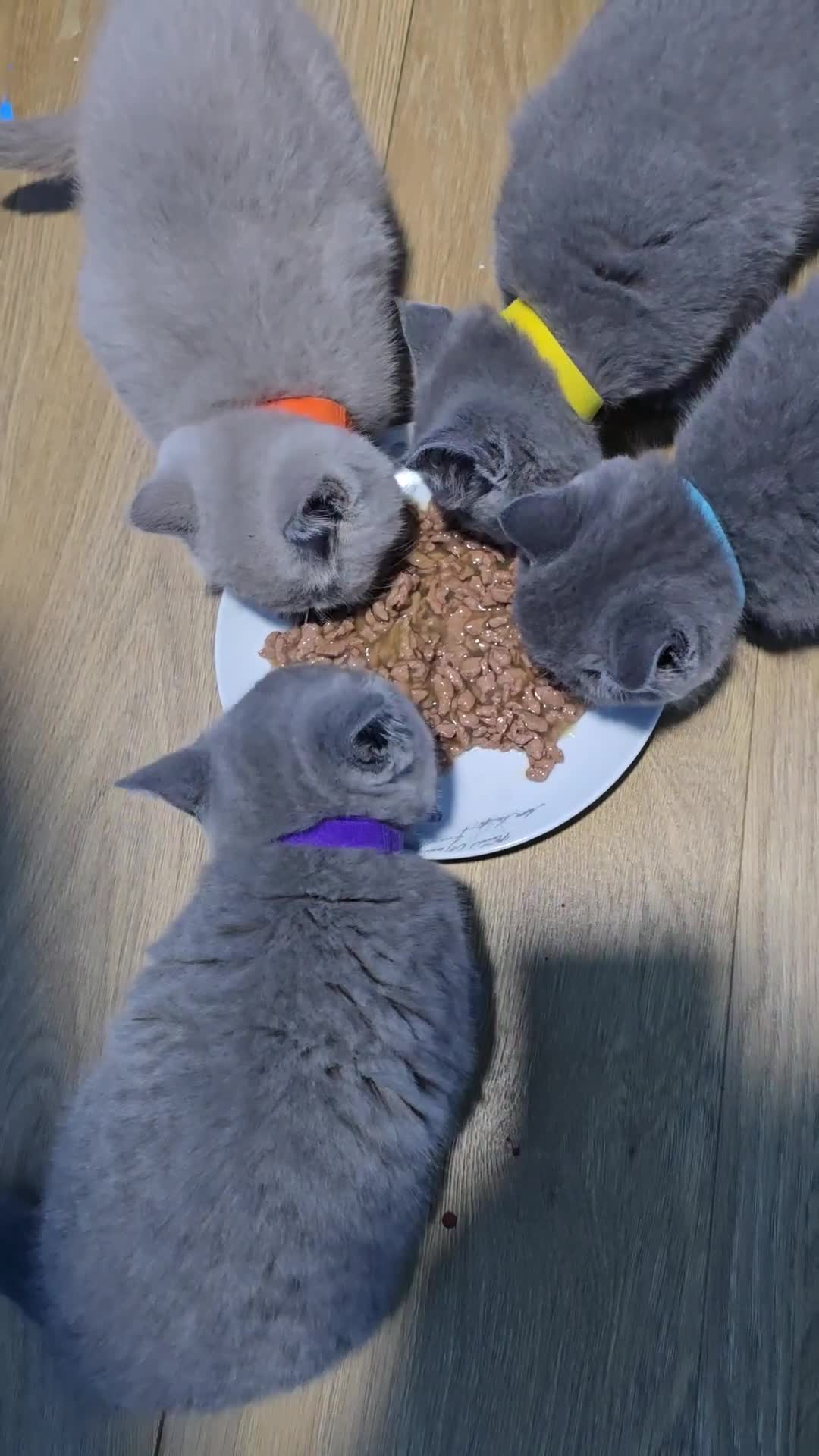 British Shorthair cats for sale: British shorthair GCCF registered  in Boston - Video 1