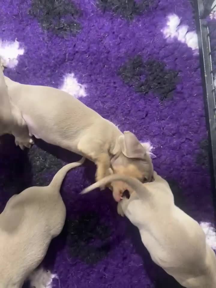 Miniature Dachshund dogs for sale: ⭐️🦋⭐️EXCEPTIONAL QUALITY ⭐️🦋⭐️ - Video 1