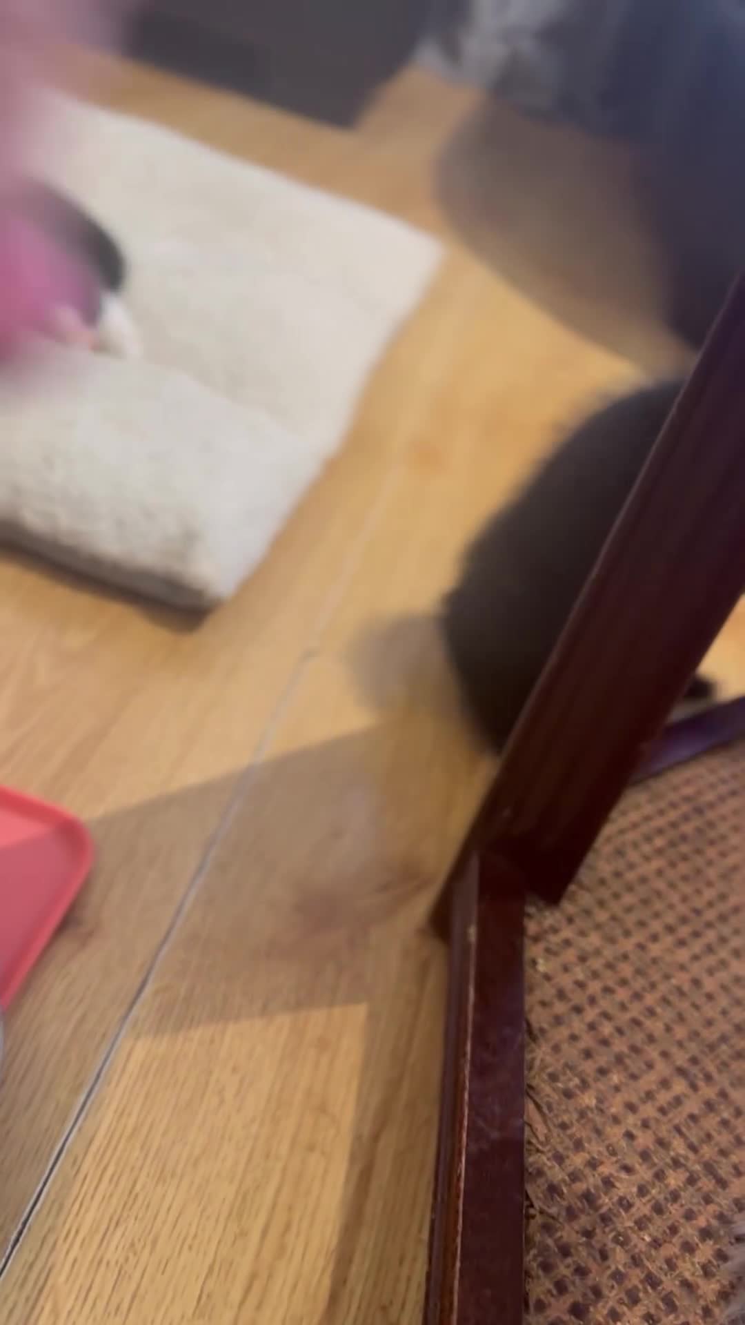 Mixed Breed cats for sale: 2 mixed breed kittens ready available  - Video 4