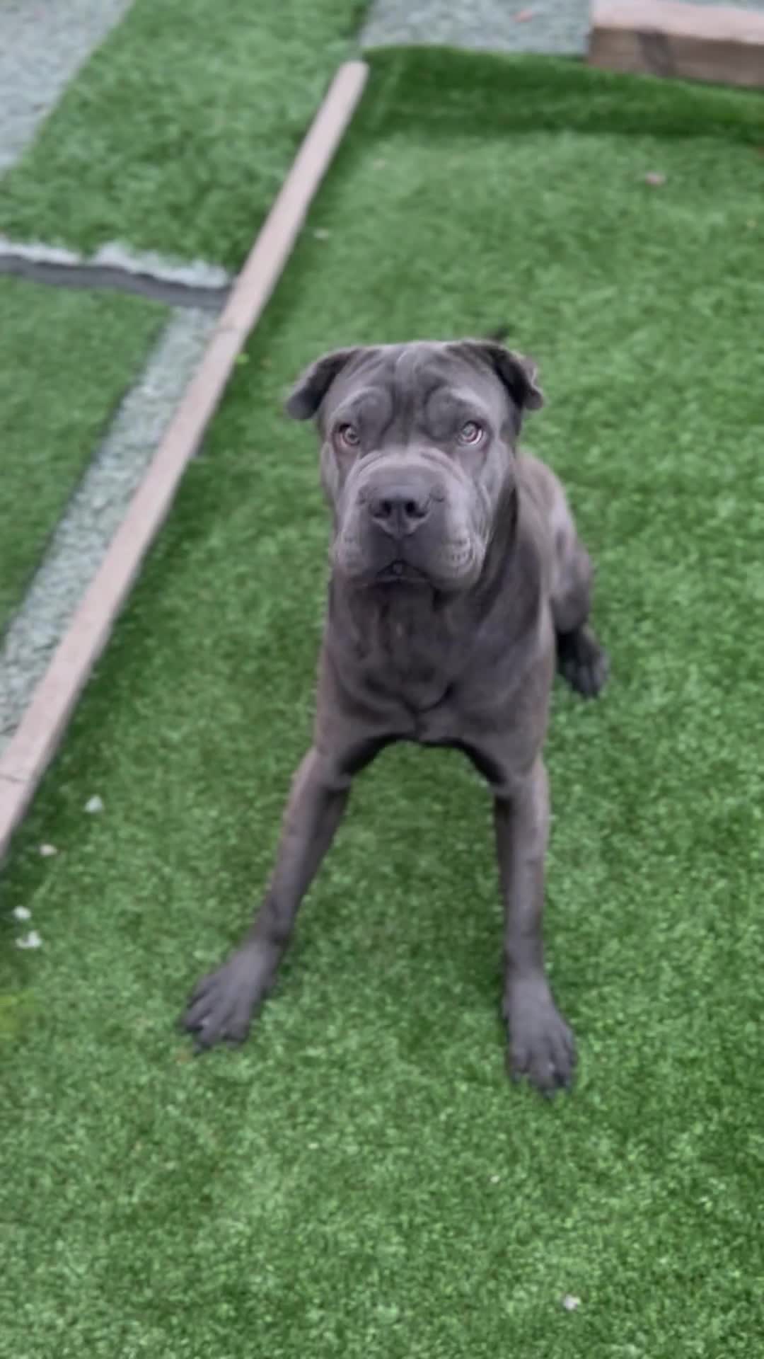 Shar Pei dogs for stud: Cane corso x shar pei - Video 1