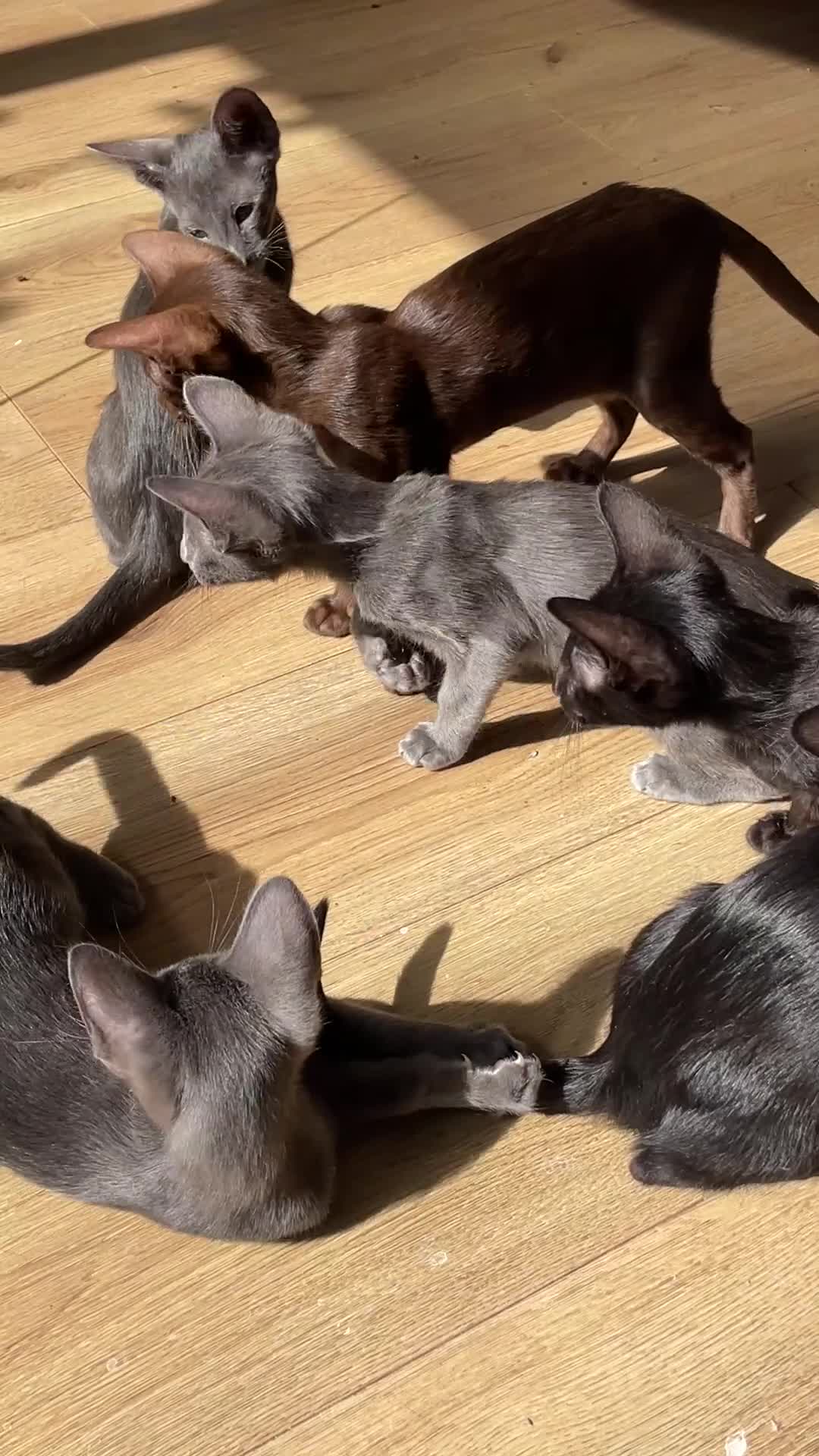 Oriental cats for sale: Stunning  Oriental kittens available - Video 2