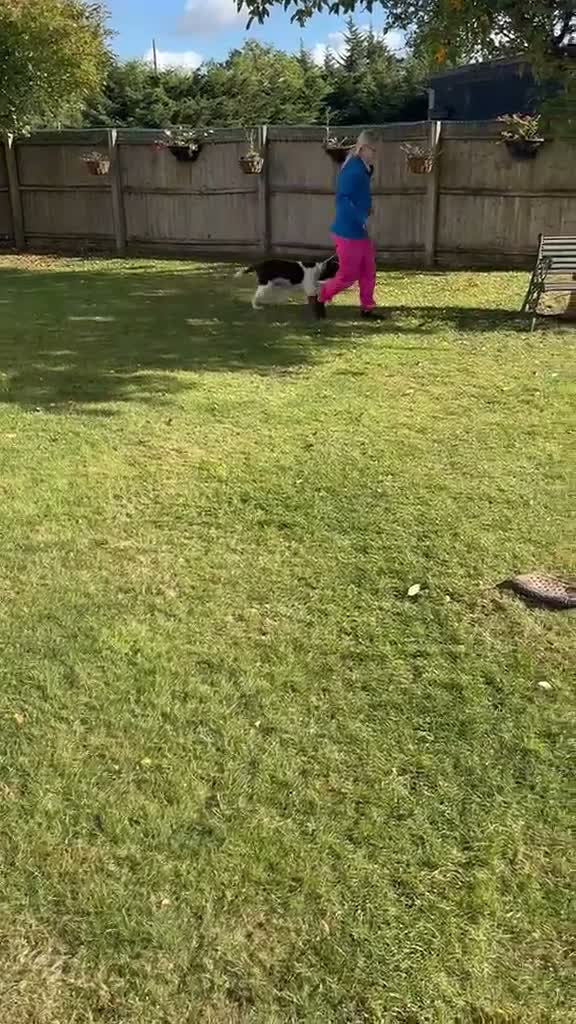 English Springer Spaniel dogs for sale: English Springer Spaniel - Video 1