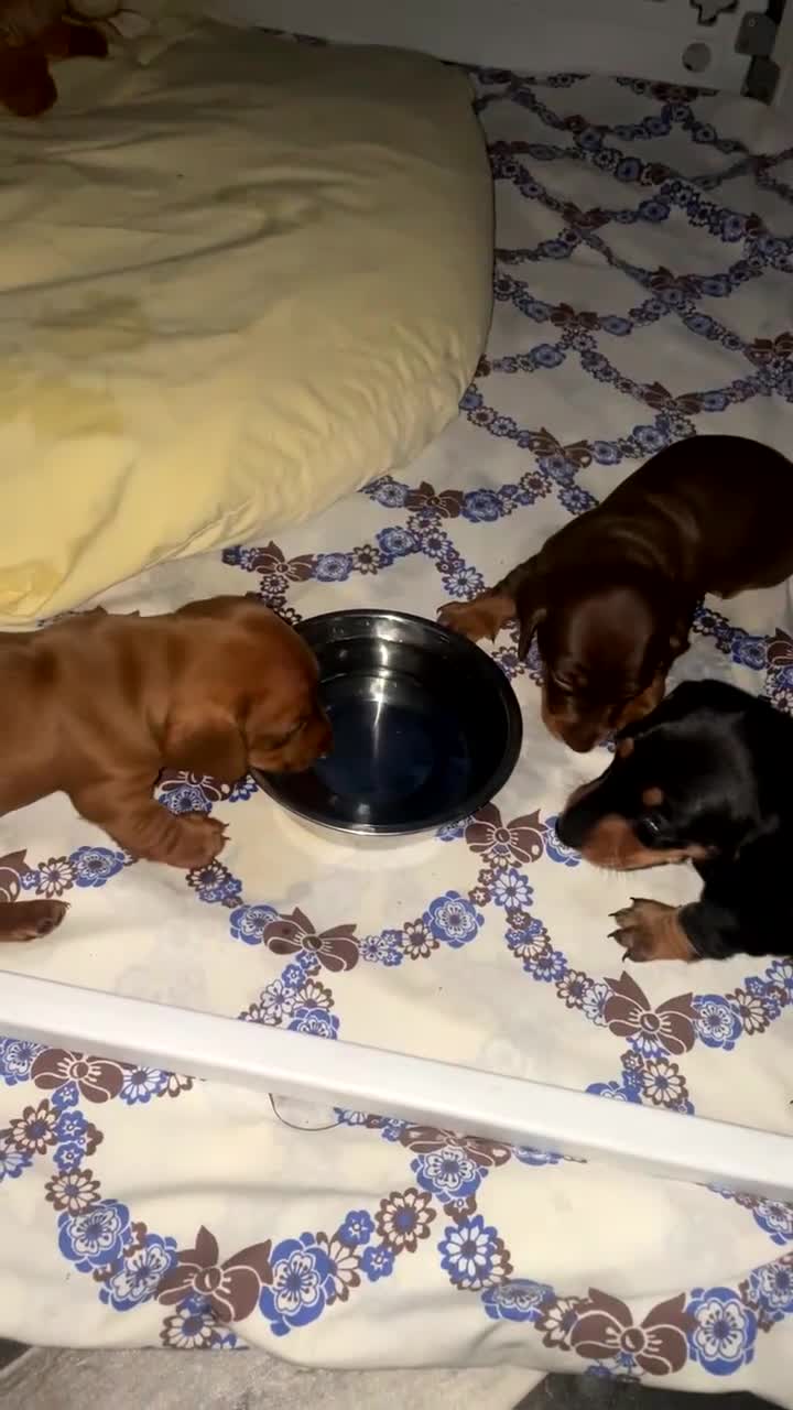 Miniature Dachshund dogs for sale: 3 Beautiful Miniature Dachshunds puppys - Video 1