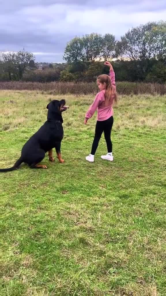 Rottweiler dogs for stud: Beautiful Bernie  - Video 1
