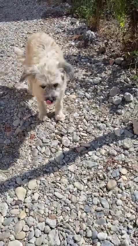 Mixed Breed dogs for adoption: ALMA - a Superb little Girl for a Loving Home - Video 5