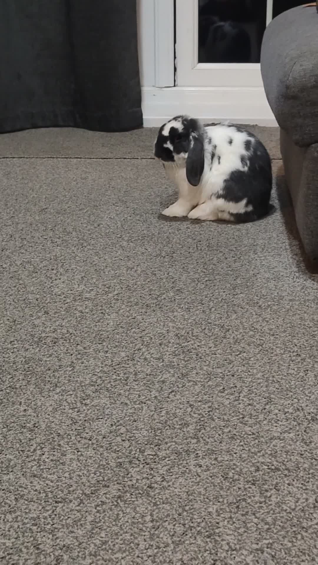 Dwarf Lop rabbits for sale: Male Dwarf lop 10 months old - Video 1