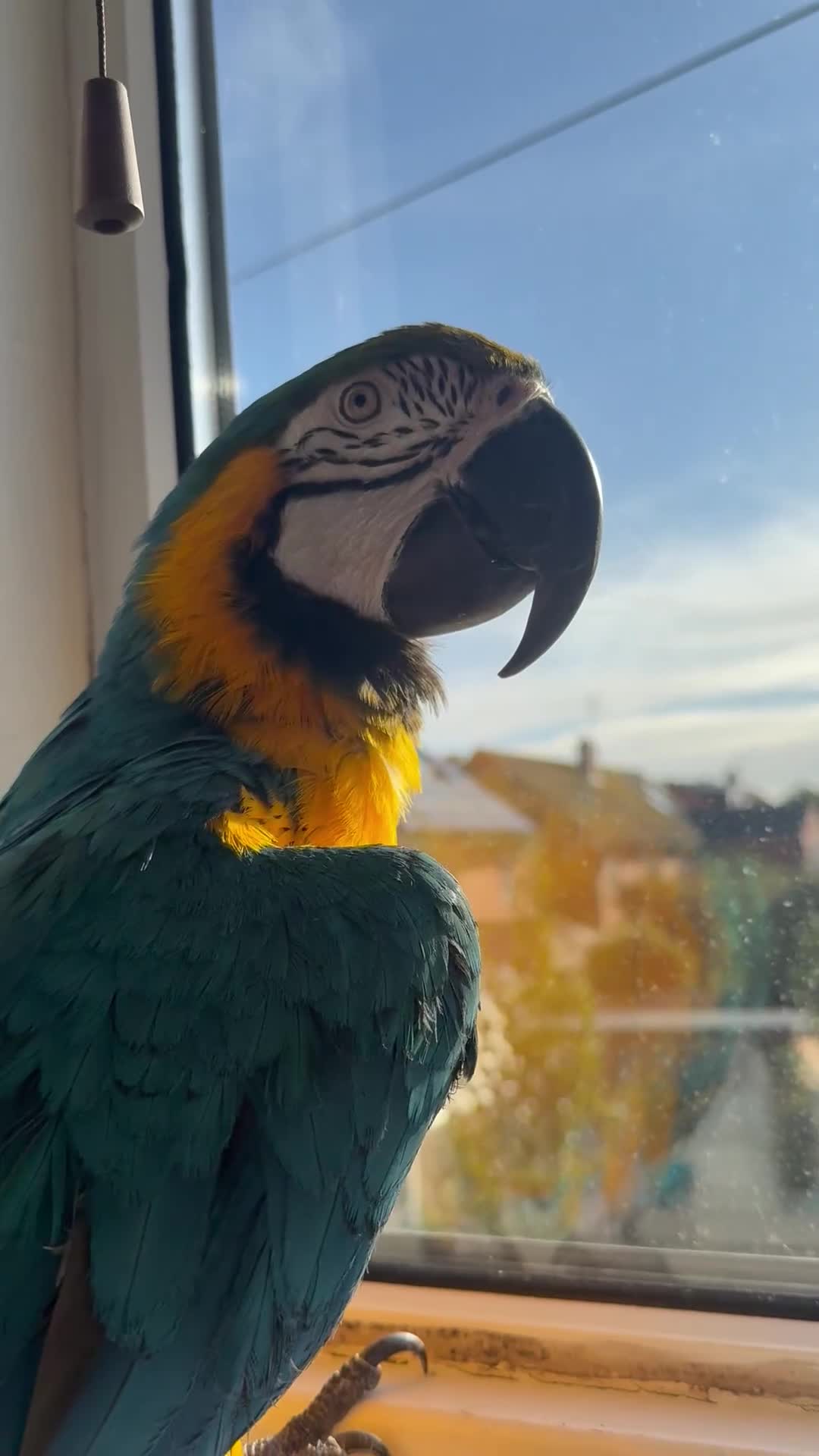 Macaws birds for sale: Harvey our beautiful boy - Video 5