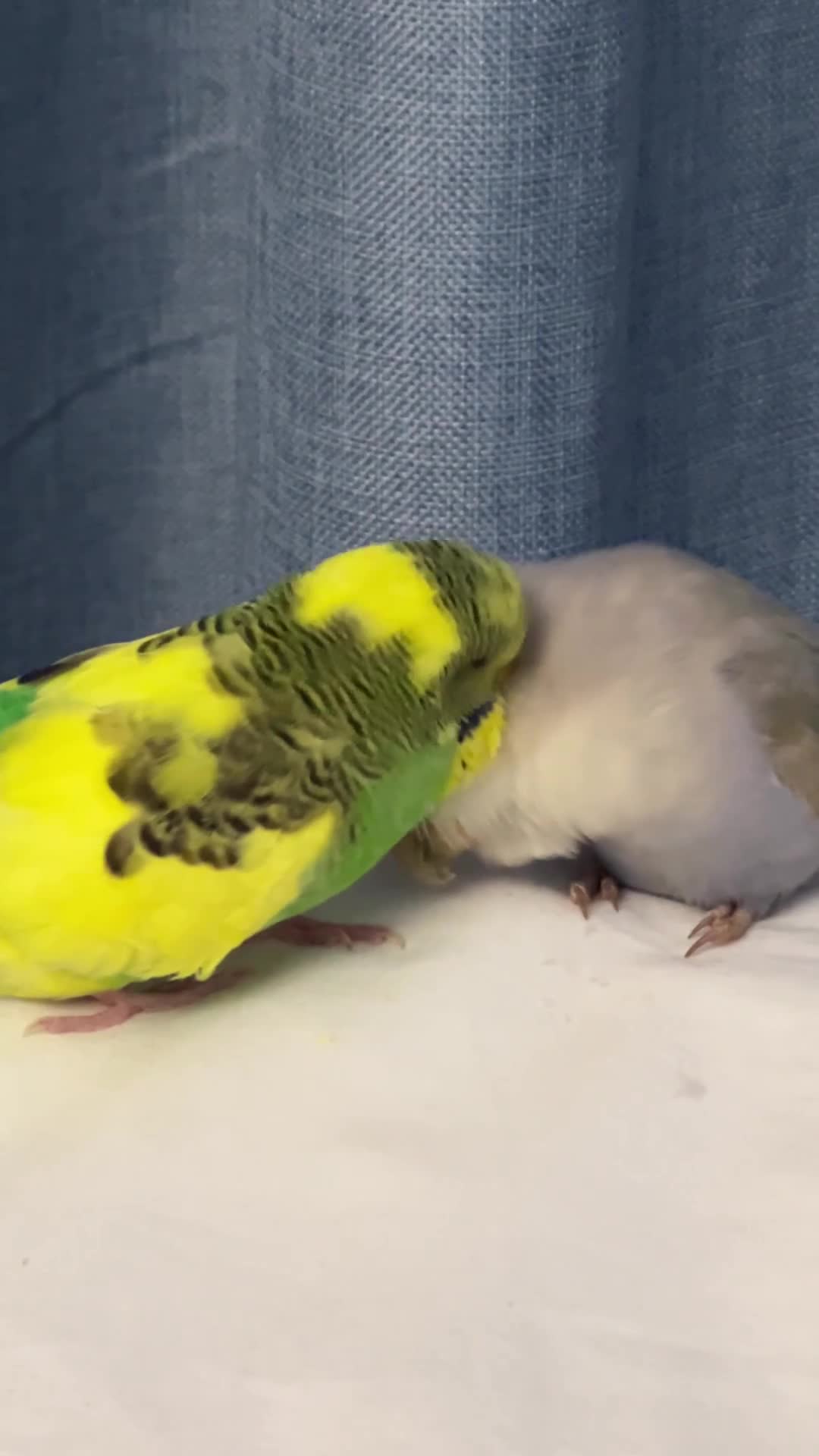 Lovebirds birds for sale: Bonded Budgie and Lovebird for sale - Video 1