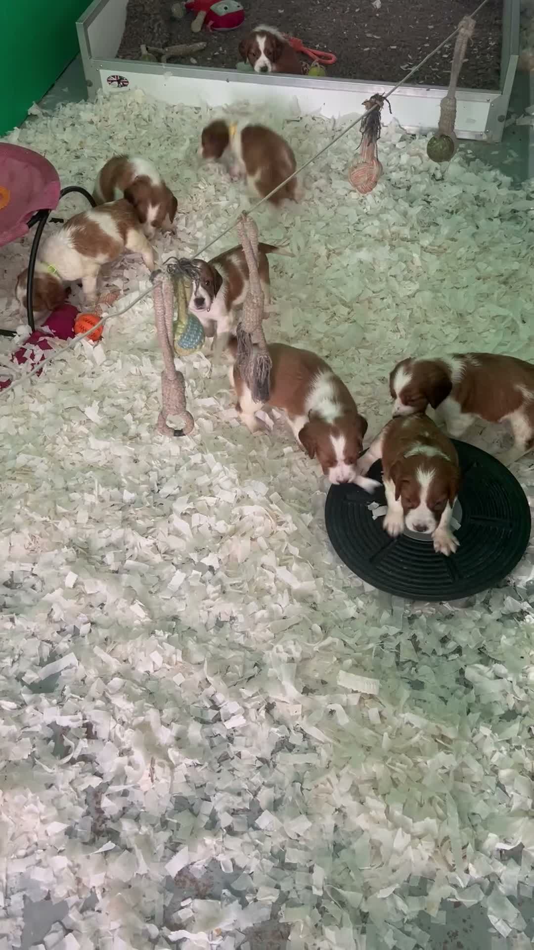 Welsh Springer Spaniel dogs for sale: Welshie 🏴󠁧󠁢󠁷󠁬󠁳󠁿 pups health tested parents  - Video 1