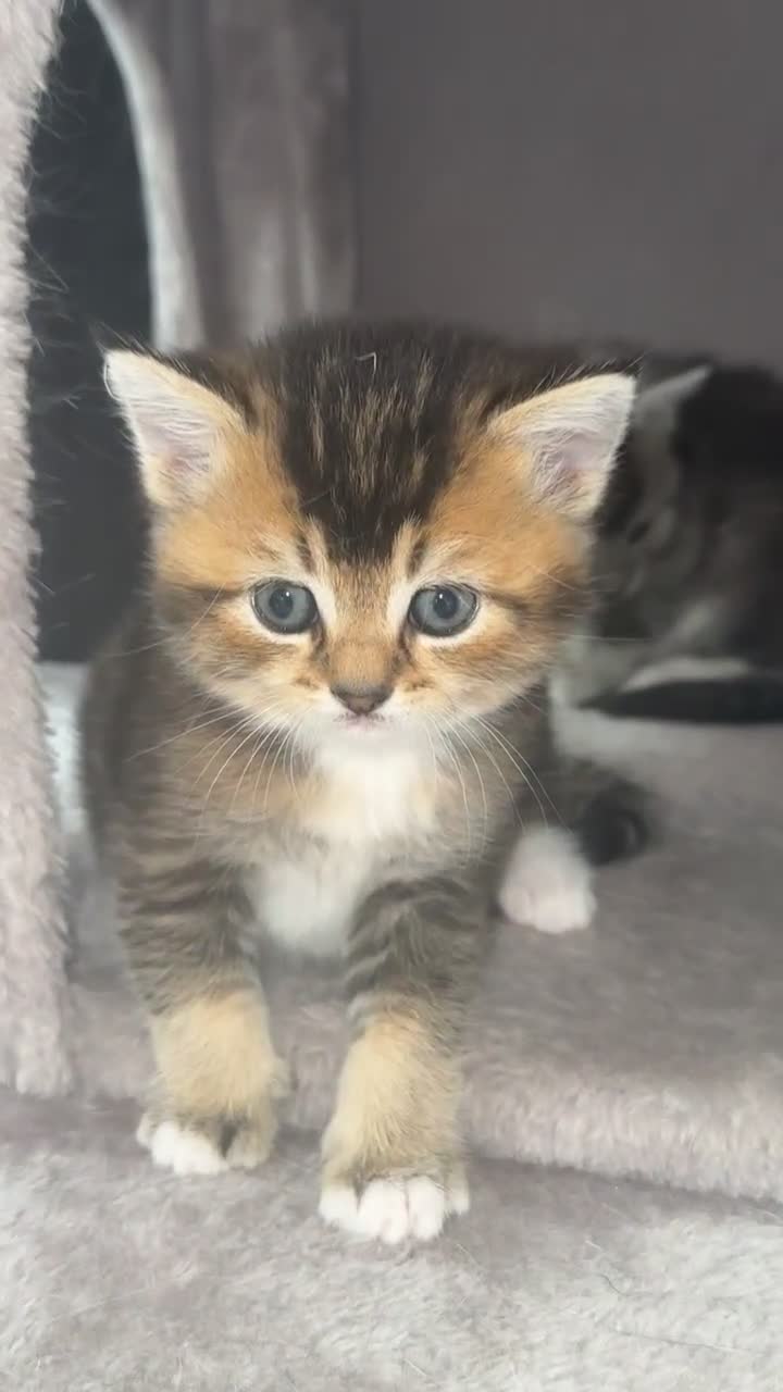 Mixed Breed cats for sale: Rare British Longhair x Scottish straight Kittens✨ - Video 5