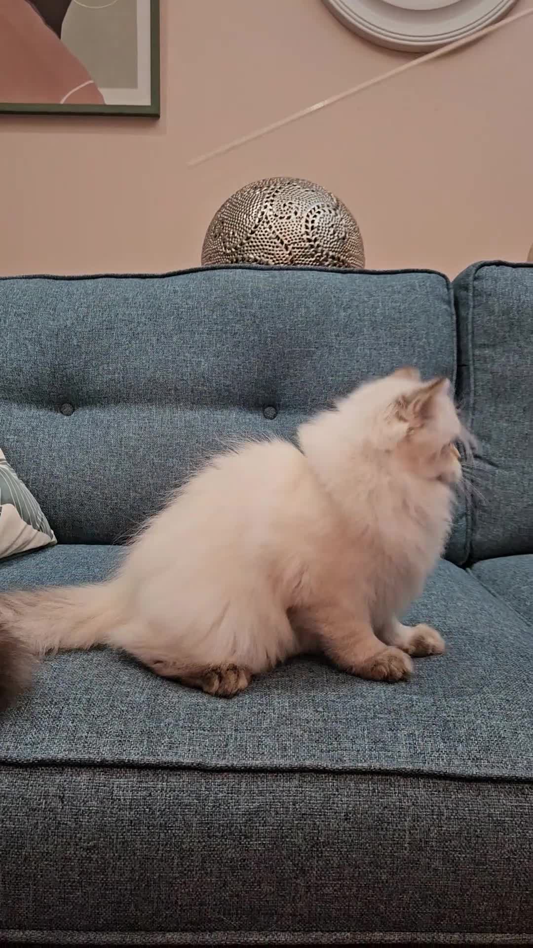 Scottish Fold cats for sale: Excellent Scottish straight kittens  - Video 1