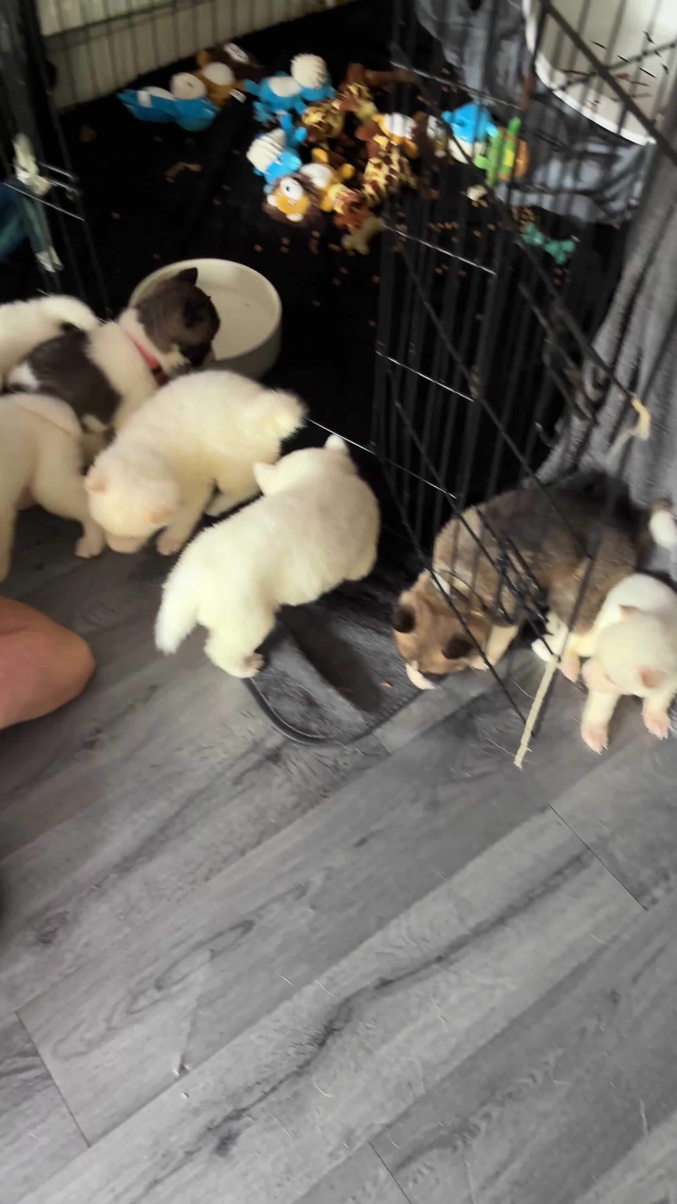 Akita dogs for sale: 4 American Akita puppies left. Ready 13th august! - Video 1