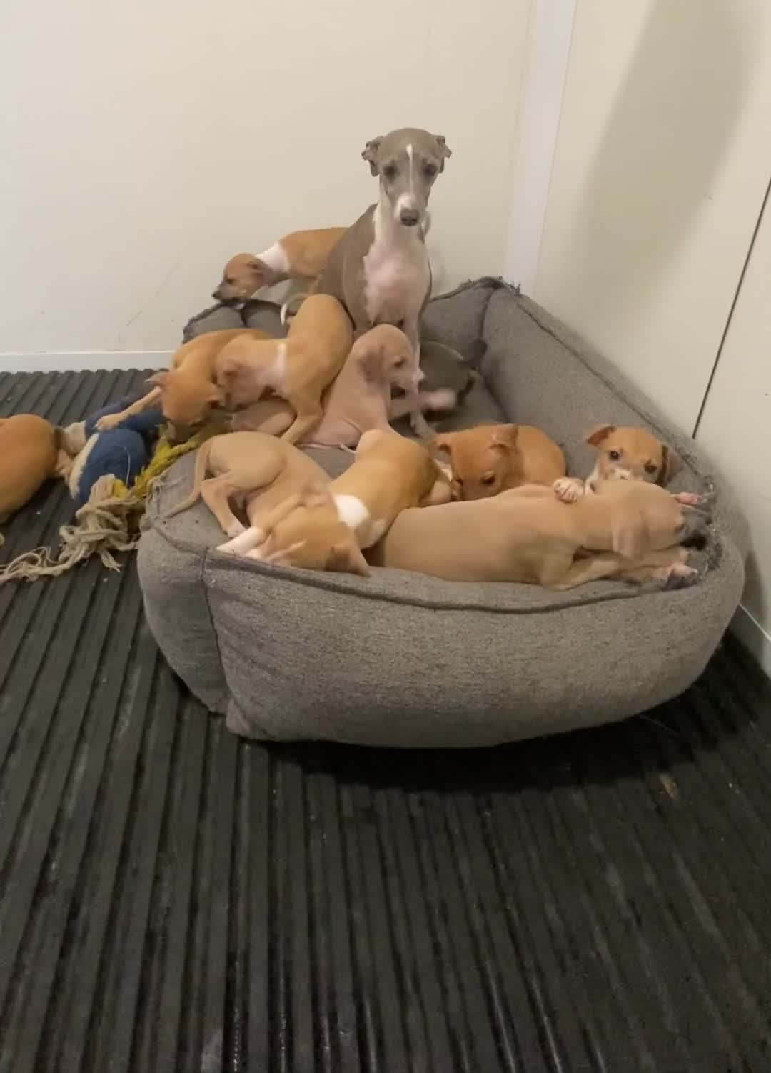 Italian Greyhound dogs for sale: Kc registered Italian greyhound puppies - Video 1