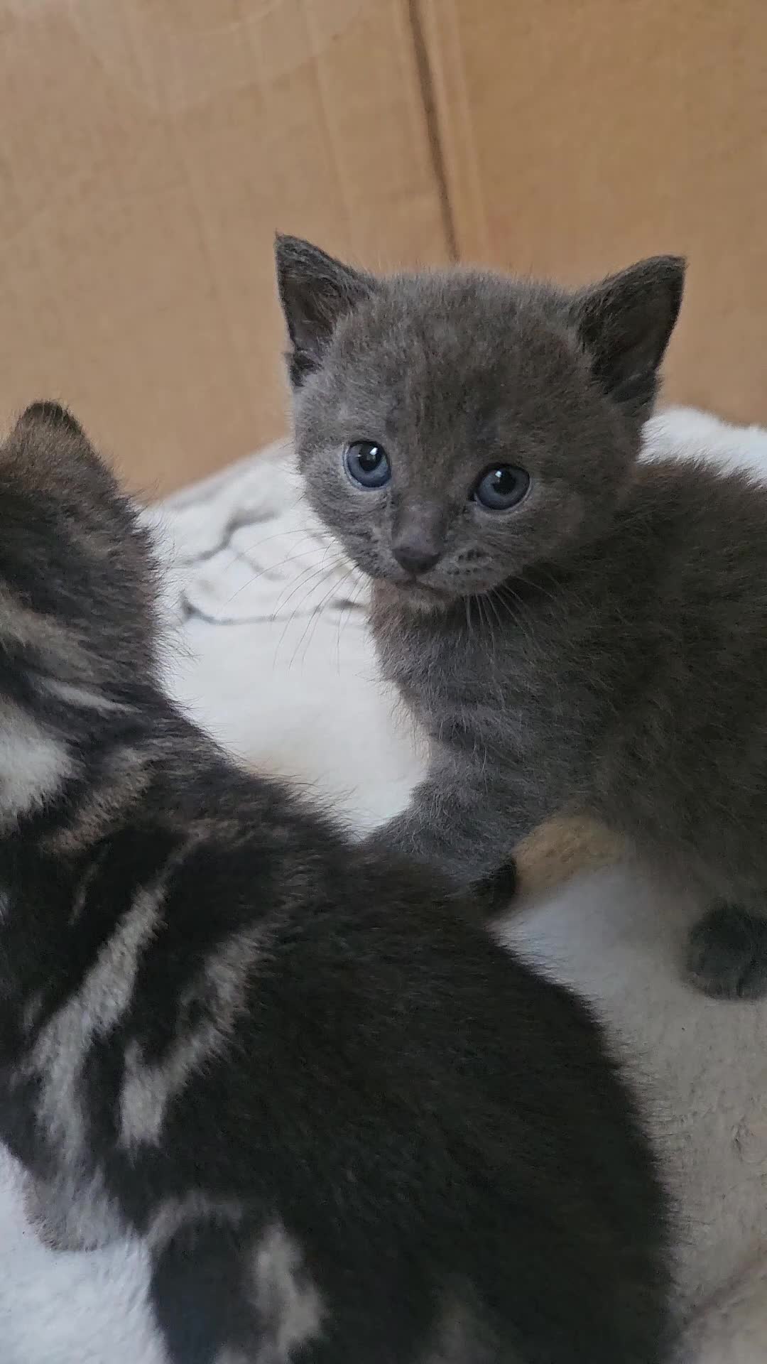 Mixed Breed cats for sale: Mixed Gray British Shorthair kittens 🩶 - Video 1