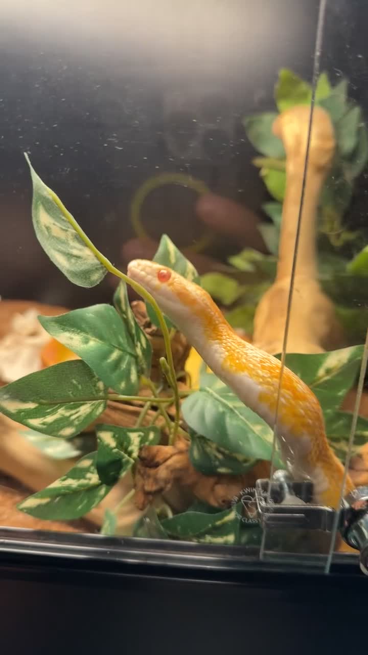Corn Snake reptiles for sale: Male corn snake 13/12/22 - Video 2