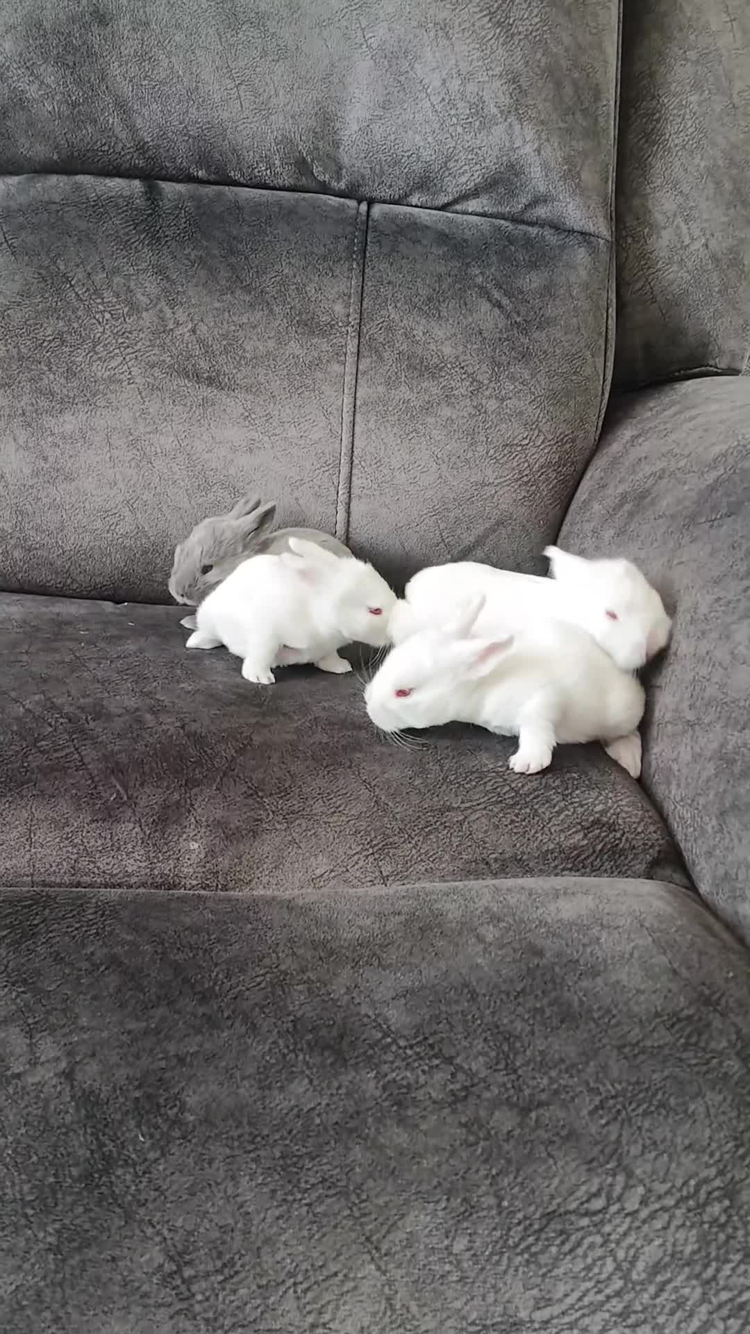 Mixed Breed rabbits for sale: White Albino Mini lops 2 girls and 1 boy left - Video 3