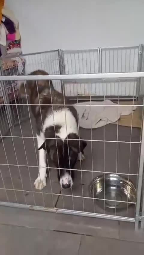 Mixed Breed dogs for adoption: Betty Boop, 3-4 yrs. Available for adoption. - Video 1