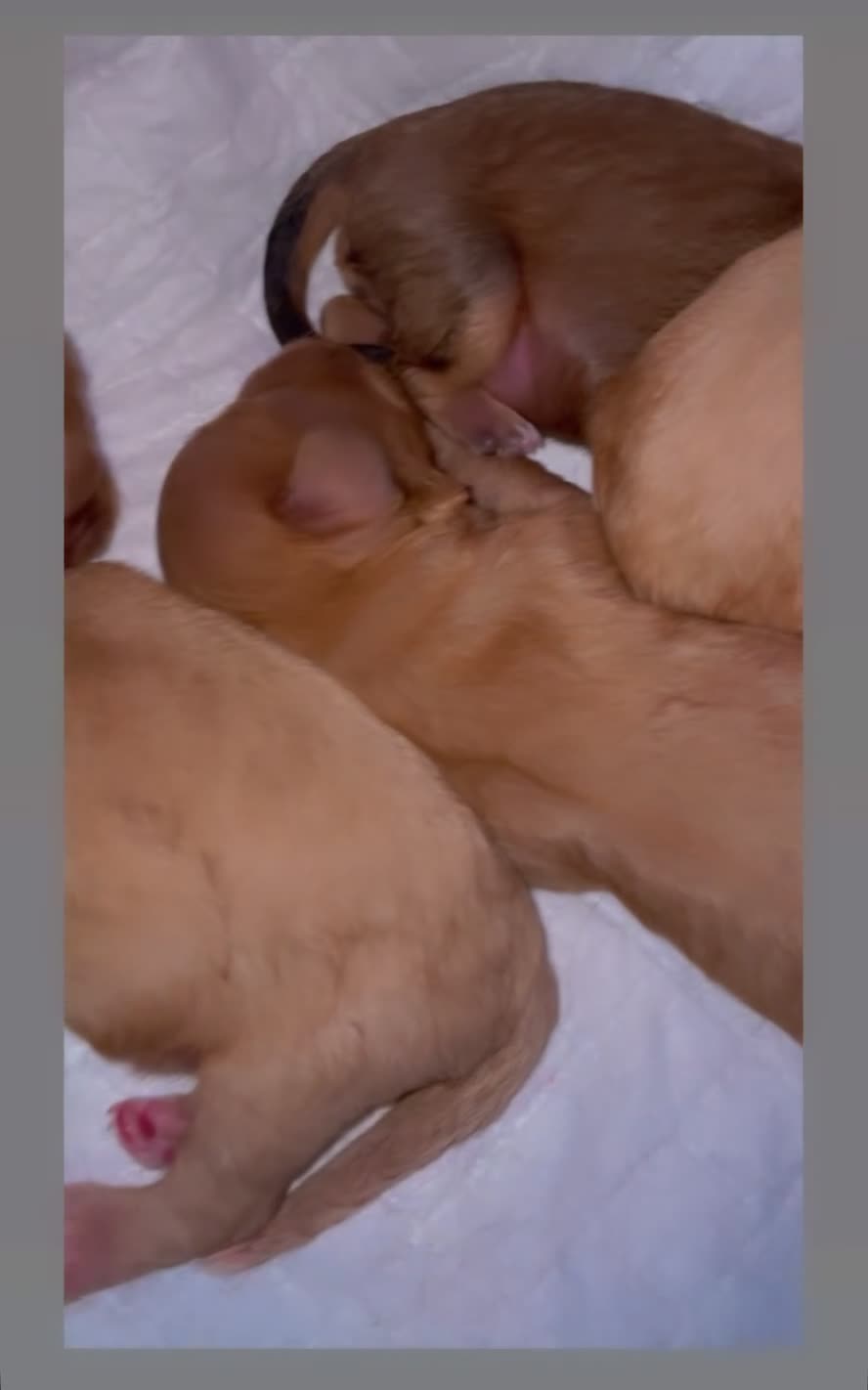 Cavapoo dogs for sale: ❤️🐶🌟Gorgeous F1 Cavapoo Puppies Available 🩷😍💙 - Video 1
