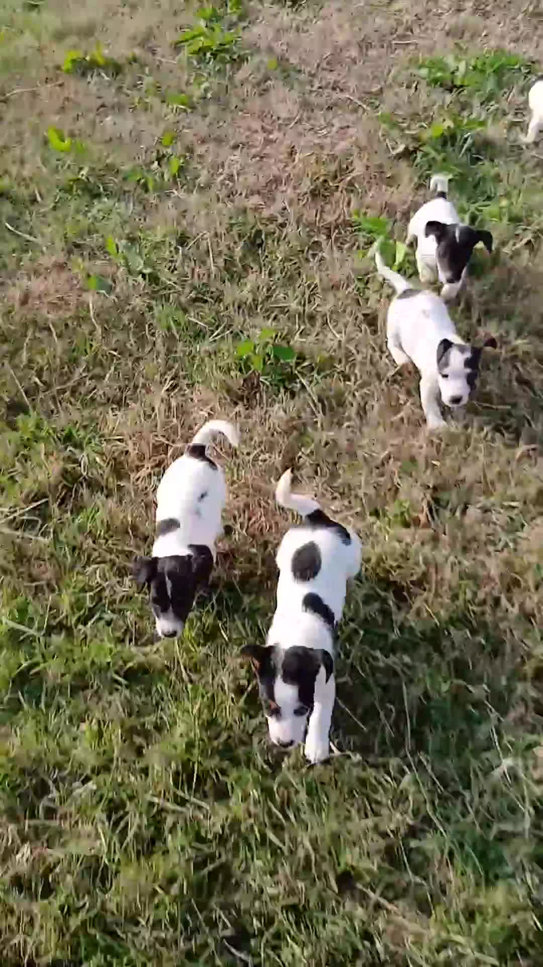 Jack Russell dogs for sale: Jack Russell puppies - Video 1