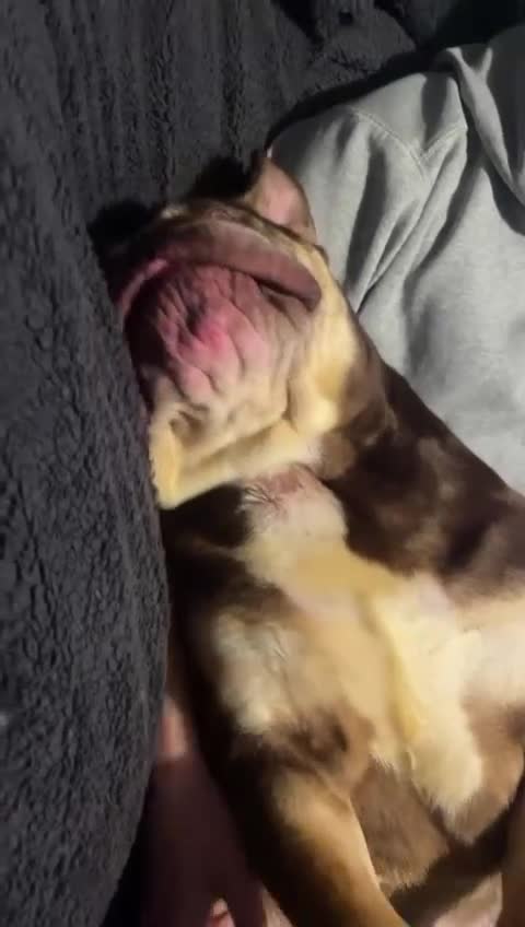 English Bulldog dogs for sale: English bulldog 2 year and a half years  - Video 3