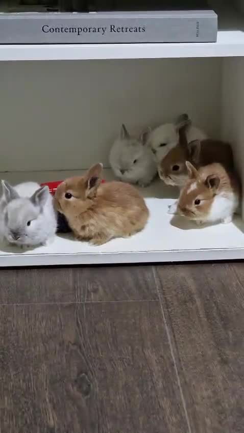 Mini Lop rabbits for sale: Adorable Rabbit Kits Looking for a Loving Home 🐰 - Video 3