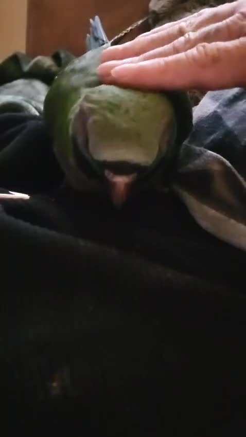 Parrots birds for sale: Handreared Derbyran parrot - Video 1