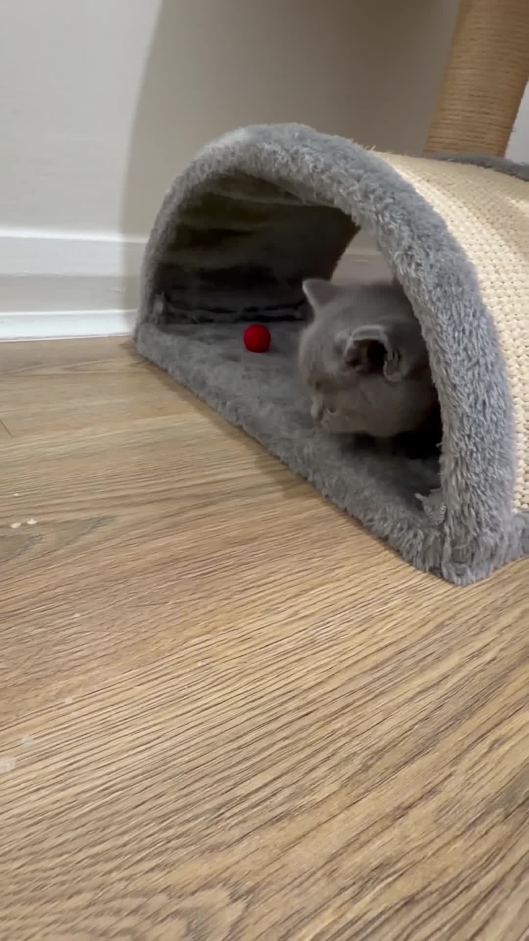 Scottish Fold cats for sale: Scottish Fold/ Straight kitties  - Video 5