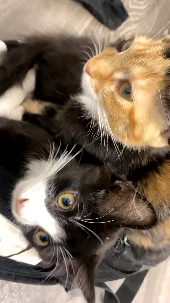 Mixed Breed cats for sale: Beautiful loving kitten  - Video 1