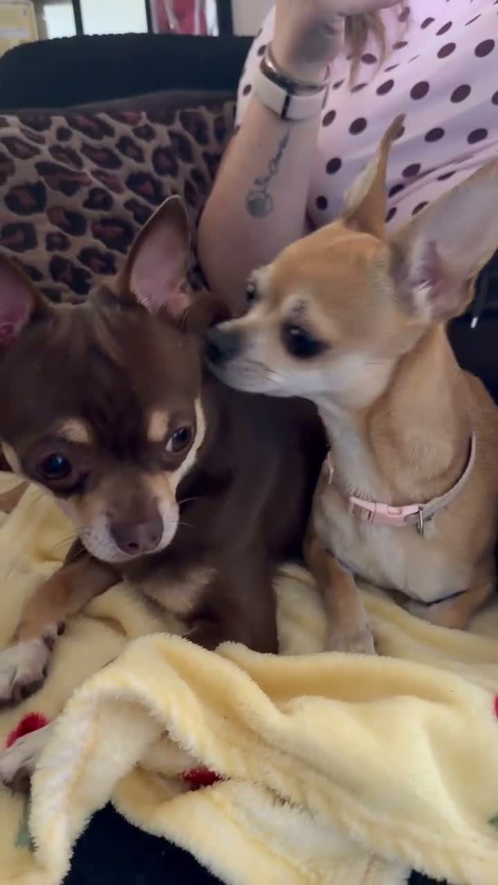 Chihuahua dogs for stud: The boy who never left ….Tommy for Stud - Video 1