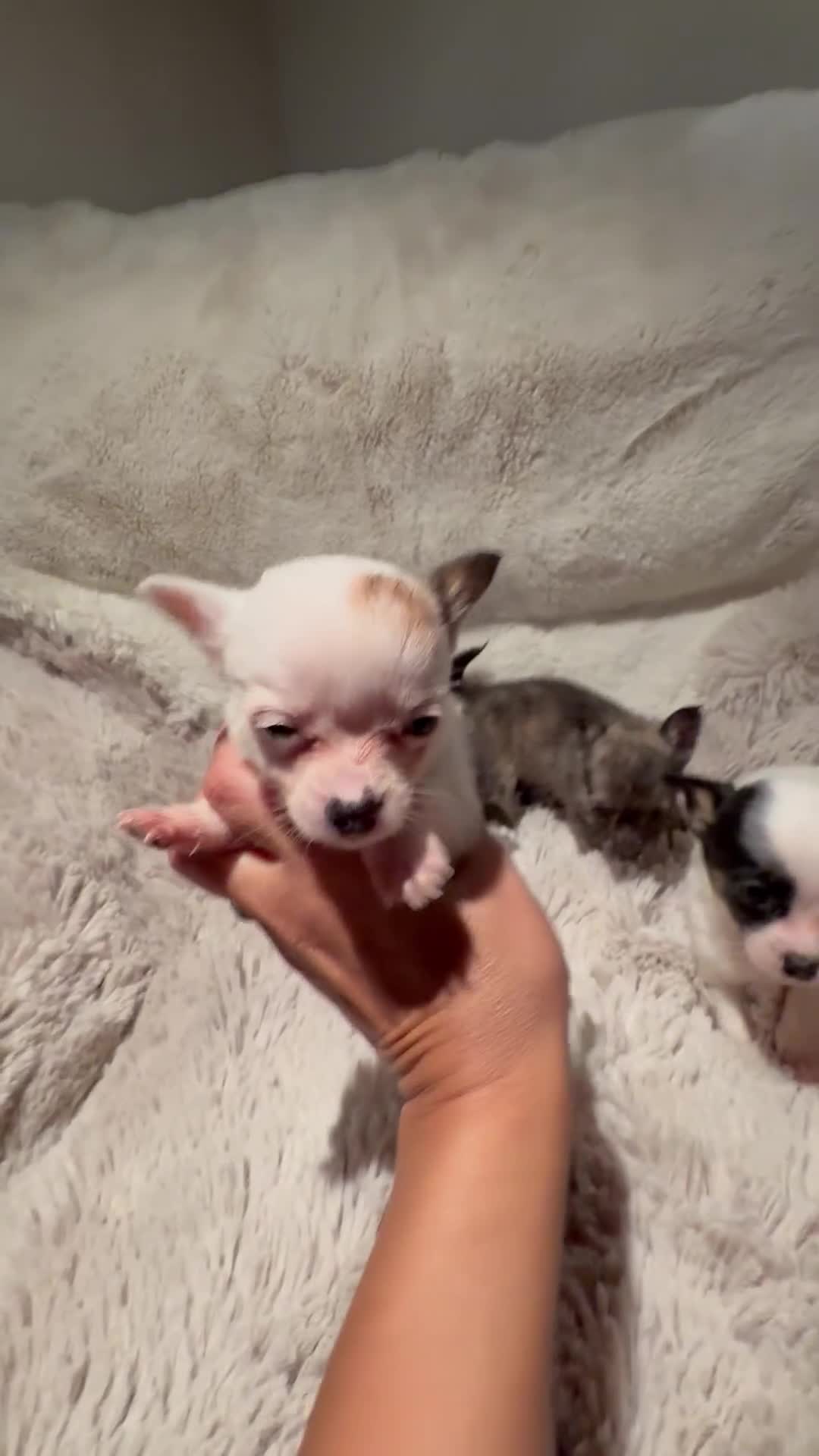 Chihuahua dogs for sale: Tiny Chihuahua girls  - Video 2