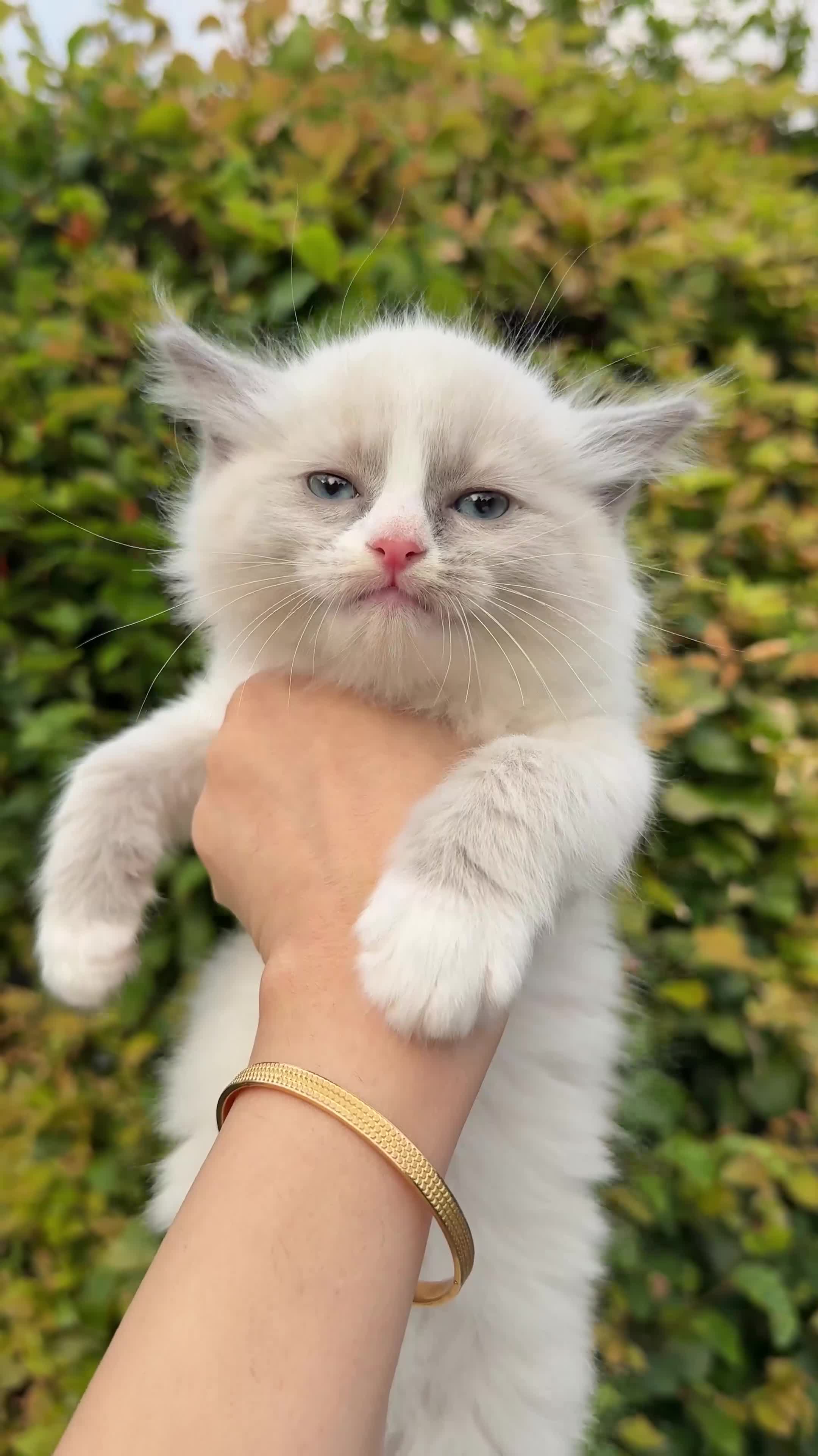 Ragdoll cats for sale: Ready Now Ragdoll kittens  - Video 1