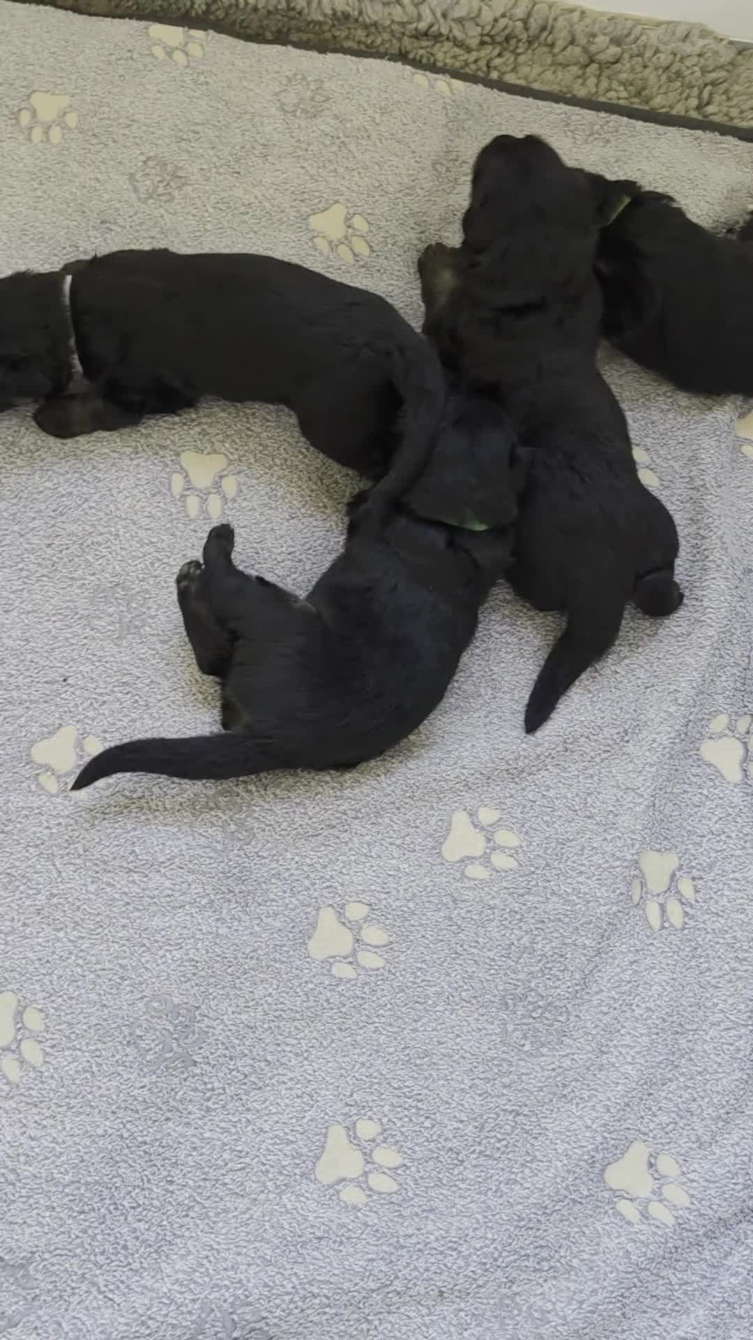 German Shepherd dogs for sale: 2 healthy straight back KC registered male GSP's  - Video 1