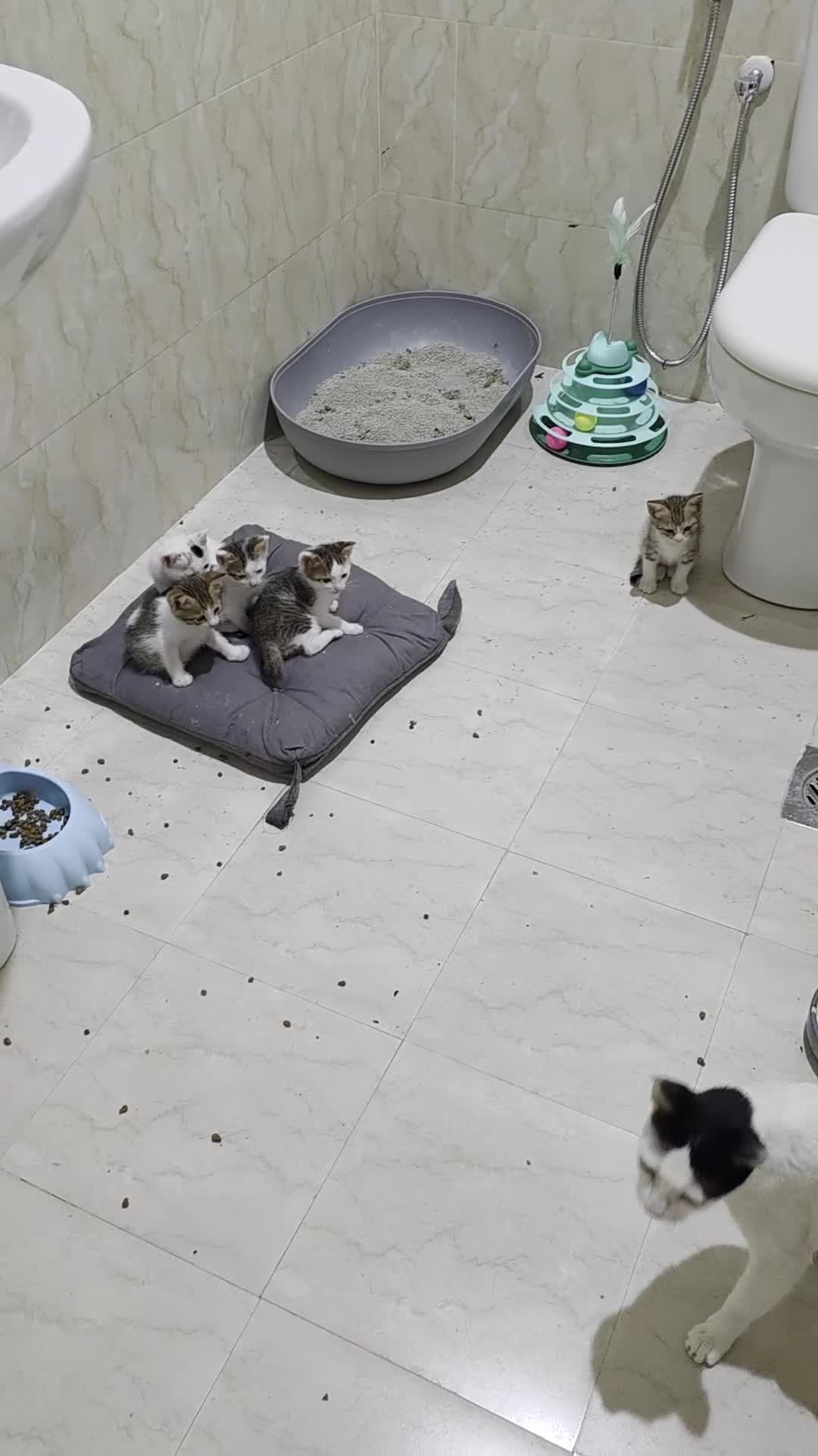 Arabian Mau cats for adoption: Mummy Isla - Video 2