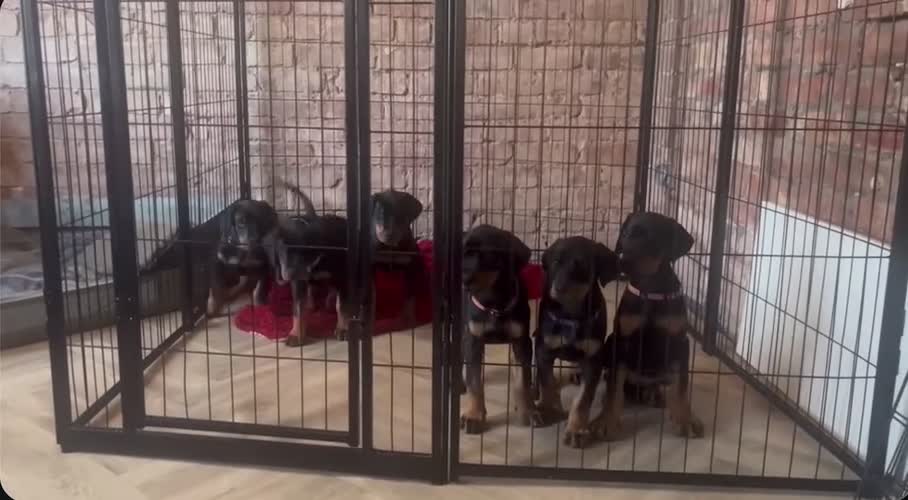 Dobermann dogs for sale: 🏆Supreme Dobermanns - Where Excellence Begins 🏆 - Video 3