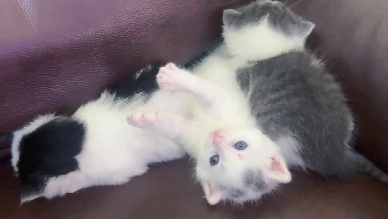 Mixed Breed cats for sale: 2 girls and one boy in Boston - Video 2