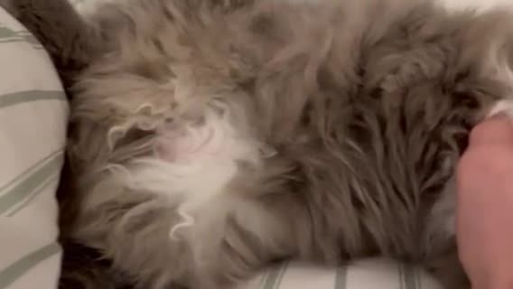 Ragdoll cats for sale: Loving Ragdoll Cats Looking for a New Home £500 in Bolton - Video 2