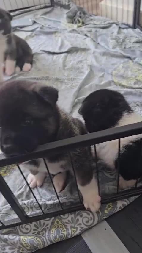 Akita dogs for stud: Pasha The Akita for Stud - Video 1
