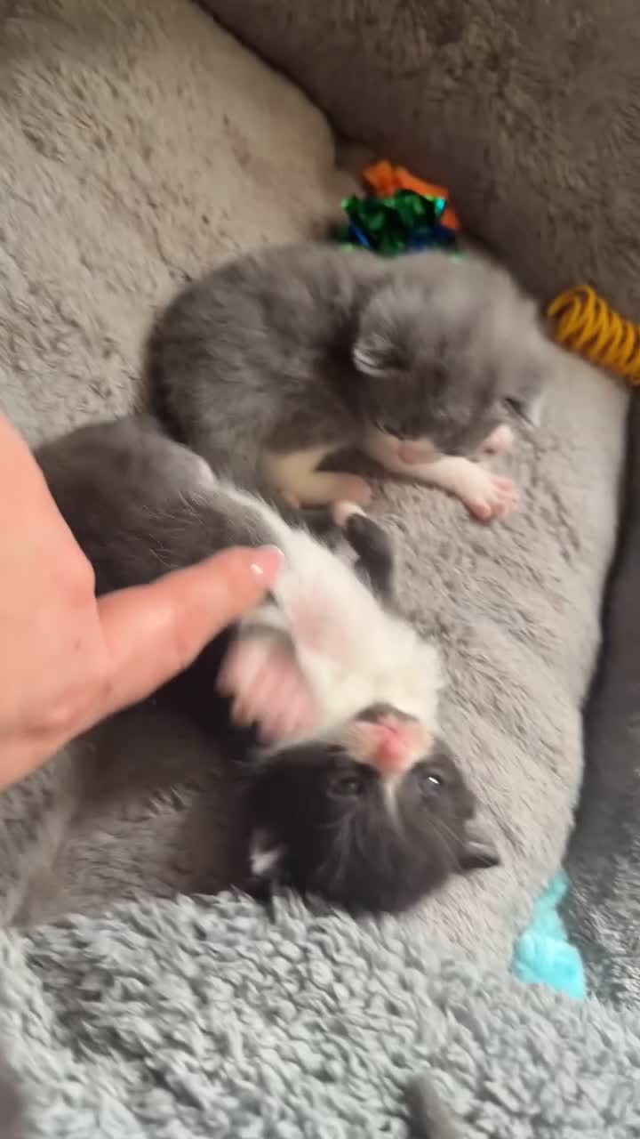 Mixed Breed cats for sale: British shorthair cross ragdoll kittens  - Video 1