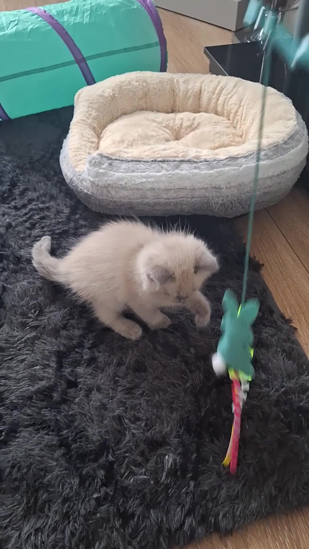 Ragdoll cats for sale: Gorgeous 6 month ragdoll in Manchester - Video 1