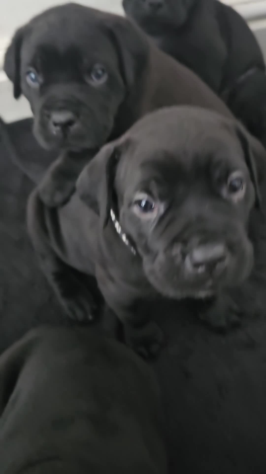 Cane Corso dogs for sale: Panther cane corso  - Video 4