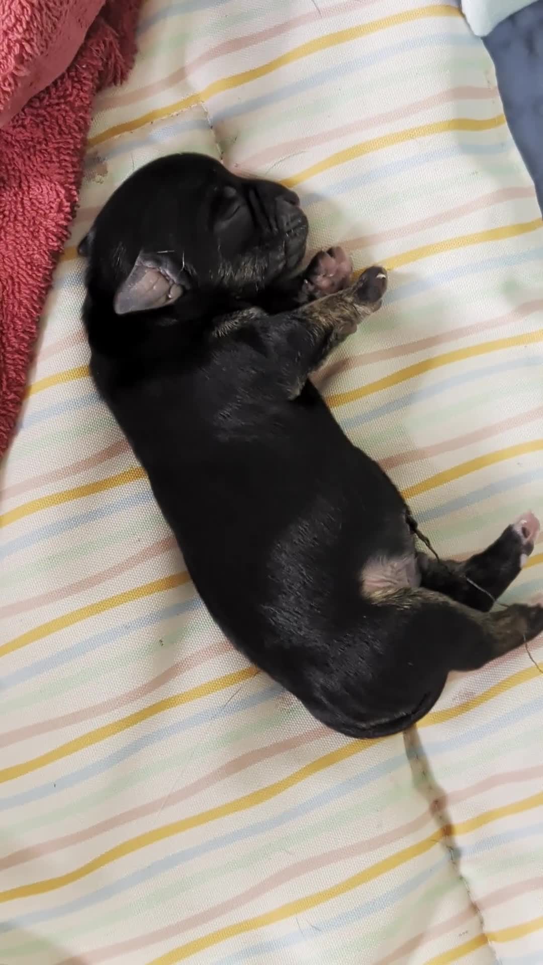 Mixed Breed dogs for sale: Mixed Breed Puppies  in Ashford - Video 1